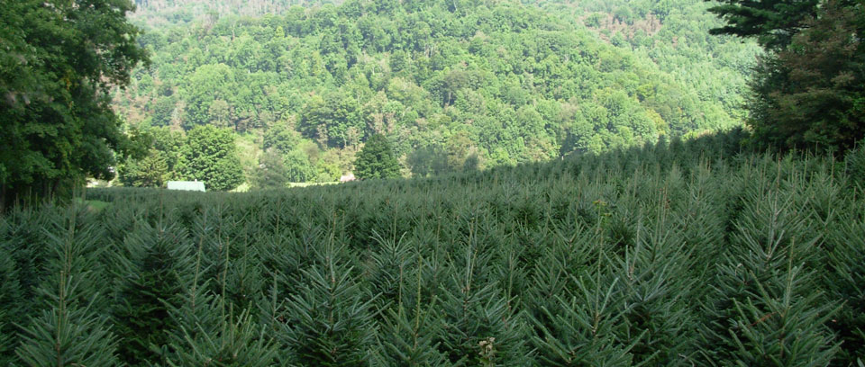 Fraser Fir Trees - NC Christmas Trees Association